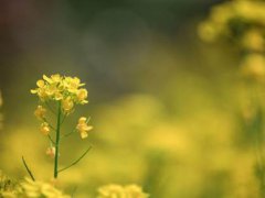 油菜花可以吃吗 开花的油菜花可以吃吗 油菜花可以炒着吃吗