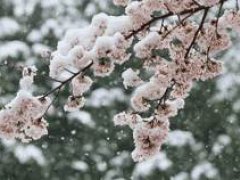 4月下雪的兆头 4月下雪的寓意 关于四月下雪意味着什么