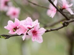 赏花朋友圈文案 赏花朋友圈的句子 赏花朋友圈说说