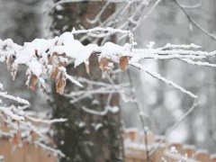 四月下雪意味着什么 春天下雪什么兆头 春天下雪寓意