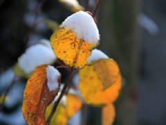 四月下雪的说说 四月下雪的文案 四月下雪的说说心情短语