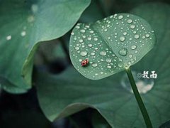 谷雨节气的诗句 谷雨节气的谚语 谷雨最有名的诗
