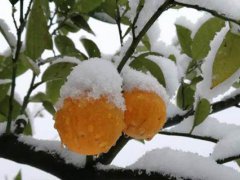 三月下雪的说说短句 有关三月下雪的说说 三月下雪的说说心情