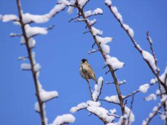 三月下雪有什么说法吗 三月下雪正常吗