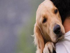 香港确诊首例狗感染病毒 疫情期间养狗应该注意什么