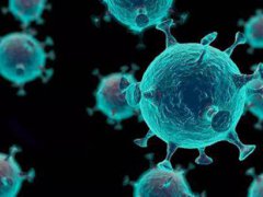 新冠病毒可以感染的动物物种 新冠病毒可以感染的动物 新冠病