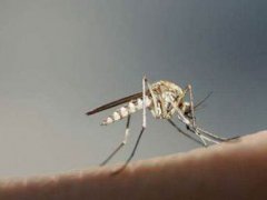 蚊子会传播新型冠状病毒吗 蚊子会传播肺炎吗 蚊子会传播新型冠状肺炎吗