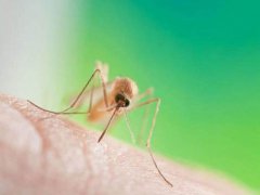 新型冠状病毒会不会通过蚊子传播 蚊子是不是新型冠状病毒的常见宿主 新型冠