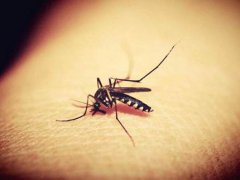 新型冠状病毒会通过蚊子传播吗 新型冠状病毒会通过蚊子叮咬传播吗 武汉新型