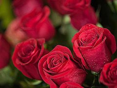 情人节送玫瑰花的由来 情人节送玫瑰花的真正含义