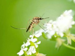 蚊子可以飞多高 蚊子可以飞到几楼