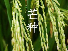 芒种节气有什么风俗 芒种的风俗有哪些