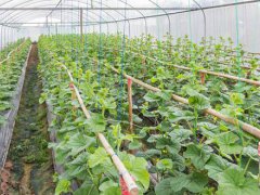 黄瓜栽培管理技术要点(种植黄瓜，高产优质有哪些栽培技巧？)