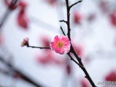 节气小雪古诗(小雪节气小雪诗10首)