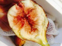 无花果怎么吃(如何正确的吃无花果)