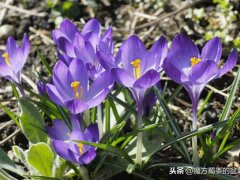 番红花花语(番红花的花语与生长习性)