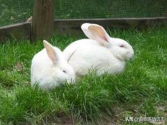 兔子的种类兔子有几个种类？(养兔子什么品种好？)