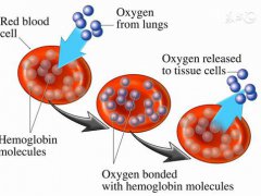 红细胞的作用(促红细胞生成素的5大作用)