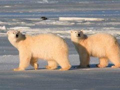 北极熊冬眠吗？(为什么只有怀孕的北极熊能冬眠？)