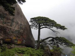 黄山毛峰茶(黄山毛峰冲泡方式)