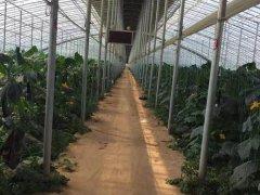 野菜种植(大棚蔬菜种植十大技术要点)