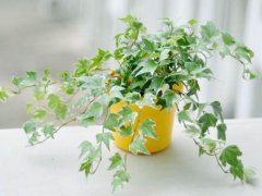 室内净化空气植物(10种室内最好养的植物)