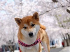 日本柴犬(柴犬的优缺点都有哪些？)