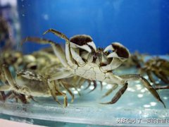 螃蟹如何保存(螃蟹买多吃不完怎么保存？)