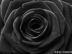 黑玫瑰花(每日一花黑玫瑰)