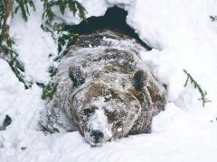 熊冬眠吗(熊在冬眠的时候会冻僵吗？)