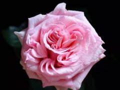 粉色玫瑰(10款粉色玫瑰品种介绍)