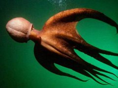 世界上最大的巨型章鱼！(最大的章鱼有多大？)