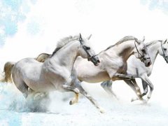 关于马的历史故事(中国历史上十大名马)