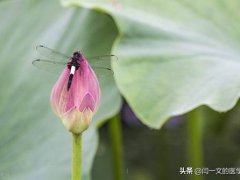 夏季养生小常识(夏天养生有哪些注意事项？)