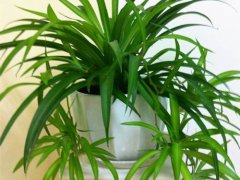 净化室内空气的植物(新房净化空气5种花不容错过)