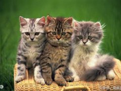 猫肉的功效？(猫肉能吃吗？)