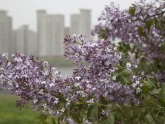 丁香花什么颜色？(丁香花开香满城)