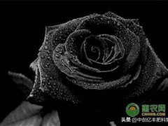 黑玫瑰花(黑玫瑰的寓意及养殖技术)