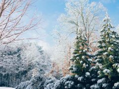 与雪有关的诗句(8首咏雪诗词)