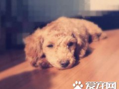 细小症状(狗狗细小是什么症状)