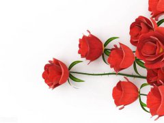 10朵玫瑰代表什么意思(送花多少朵代表什么意思？)