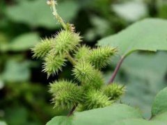 植物是怎样传播种子的(植物传播种子有哪些方法？)