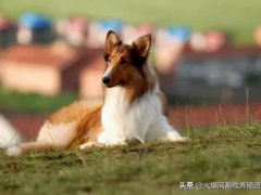 牧羊犬种类(牧羊犬种类有哪些？)