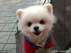 哈多利系博美犬(哈多利系博美犬市场价格调查)