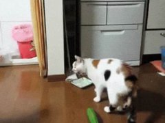 猫为什么怕黄瓜？(为什么猫会怕黄瓜？)