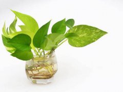 水培植物营养液(水养植物营养液自制)