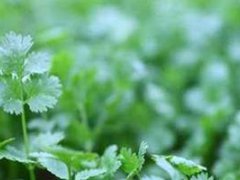怎样种芫荽(香菜种植时间和方法)