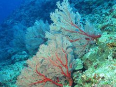 珊瑚和珊瑚虫都是生物吗(珊瑚到底是动物还是植物？)