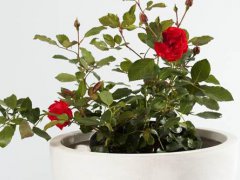 玫瑰花的种植方法(玫瑰花的养殖方法？)