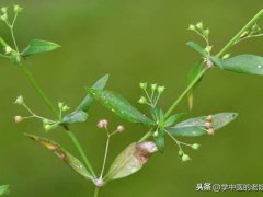 白花蛇草！(传奇的中药——白花蛇舌草！)